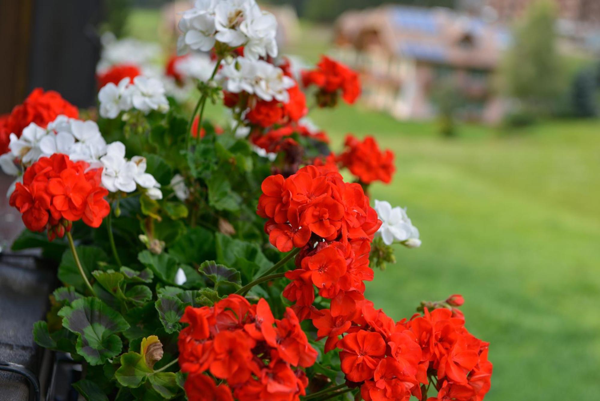 קאנזיי Chalet Pineta Relax Location מראה חיצוני תמונה